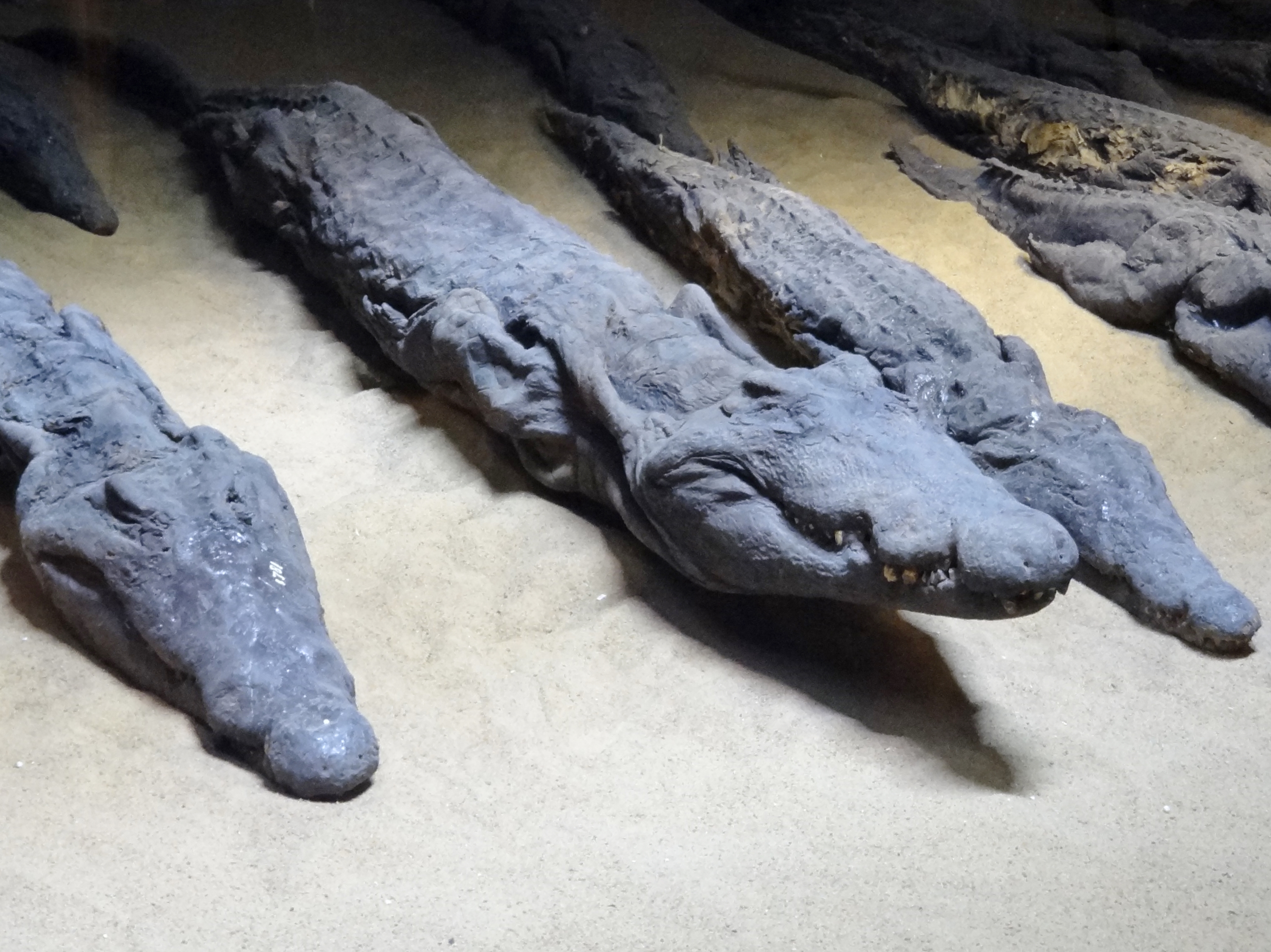 Krokodilmumien im Museum von Kom Ombo